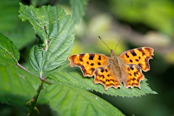 Close up of a Comma Butterfly with wings open on a green leaf