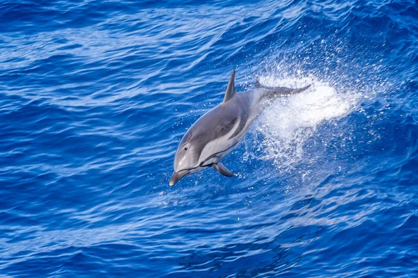 Common Dolphin flying through the air in the Bay of Biscay, Atlantic