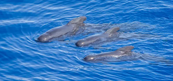 Close Três Baleias Piloto Nadando Sincronia Superfície Mar Baía Biscaia Fotos De Bancos De Imagens