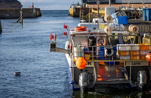 2023年9月21日 在苏格兰伯里克郡Eyemouth港 海豹在观察停泊在港口的拖网渔船 — 图库照片