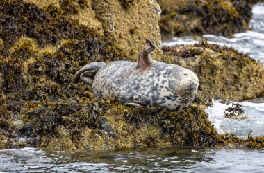 Farne Adaları, Northumberland, İngiltere 'de çekilen fok balığı yüzgeci ve gülümsemesiyle komik bir yakın çekim.