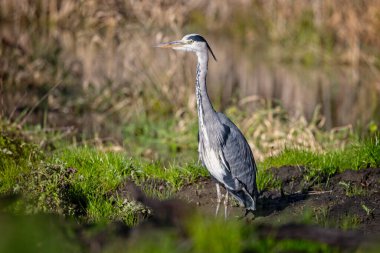 İngiltere, Wiltshire 'da bir Grey Heron' a yaklaş.
