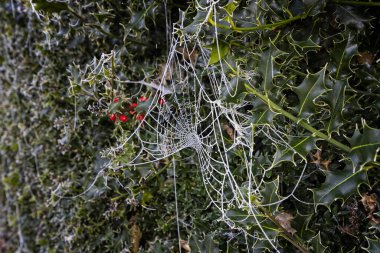 Arkaplanda kızıl Holly Berris ve parlak toynaklı buzla kaplı örümceklere yaklaş.