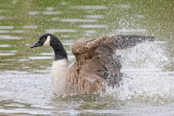Close up of a Canada Goose splashing water with flapping wings on lake.