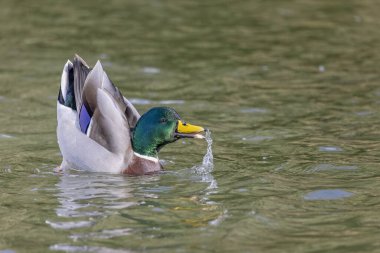 Erkek ördek Mallard 'a yaklaş. Göl yüzeyinde alışılmadık bir şekilde sallanıyor. Gagası açık ve su fışkırıyor..