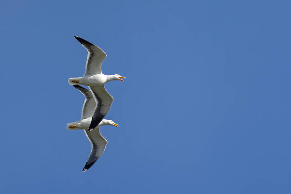 close up of a pair of Seagulls with beaks open flying in synchrony against a blue sky