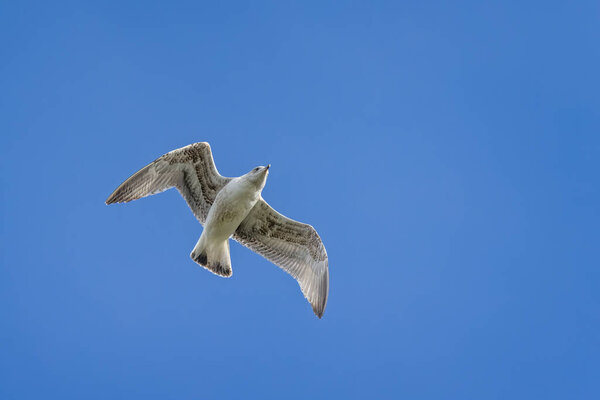 Clsoe up of a juvenile seagull hovering against the wind against a blue sky.
