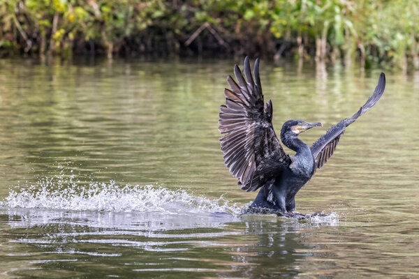 Close up of a comorant landing on lake surface with wings spread