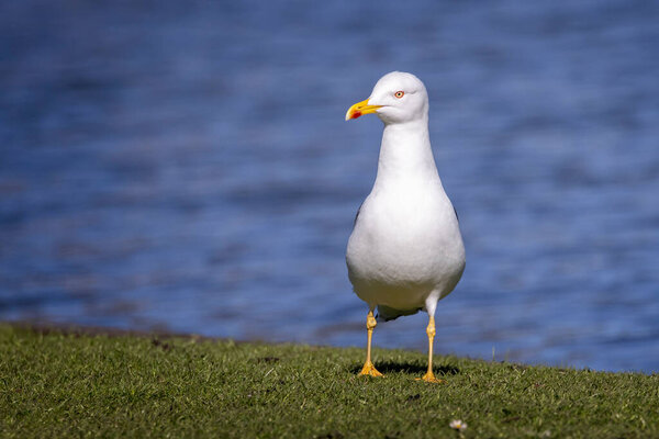 Close up front on view of a Lesser Black backed Gull on waters edge.