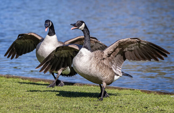 Close up of pair of Canada Geese fighting with wings fully spread on lakeside grass. .