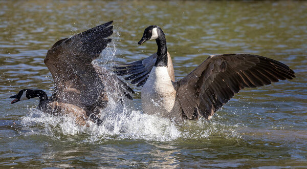 Pair of Canada Geese fighting with wings fully spread on lake surface in mass of spray.