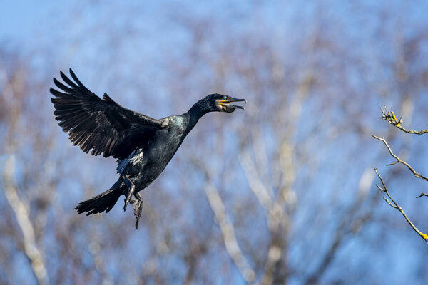 Close up of a Cormorant with wings spread coming into land on tree top.
