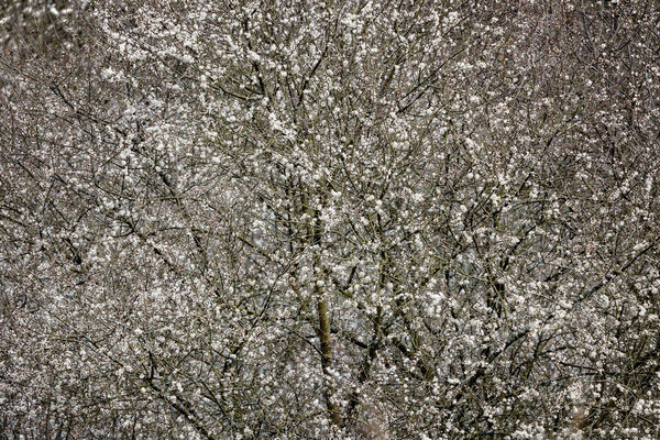 Mass of white Hawthorn blossom on Hawthorn tree.