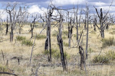 20 Nisan 2024 'te Mesa Verde, Colorado, ABD' de mavi gökyüzü olan sarı çalılıklardaki küçük yanmış ağaçlar tarlası.