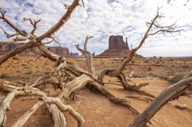 Batı Mitten Butte 22 Nisan 2024 'te ABD' nin Arizona kentindeki Monument Valley 'de kurumuş bir ağaç gövdesinin dalları arasında görüldü.
