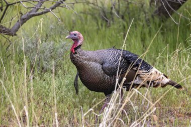 26 Nisan 2024 'te ABD' nin Utah eyaletindeki Zion Ulusal Parkı 'ndaki kumsal bankında vahşi bir Türkiye' ye yakın durun.