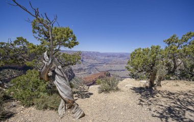 Gnarled juniper pine tree trunk on rim of the Grand Canyon at Mohave Point, on the South Rim, Arizona, USA on 28 April 2024 clipart