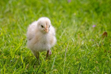 Çimenlerde koşan sevimli ve tüylü yavru tavuklara yakın..