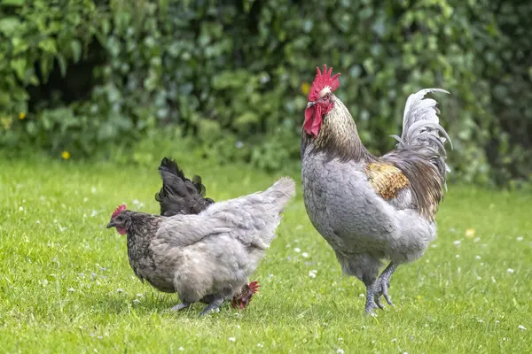 Kırmızı taraklı görkemli horoz ve çimenli çayırda iki tavuk..