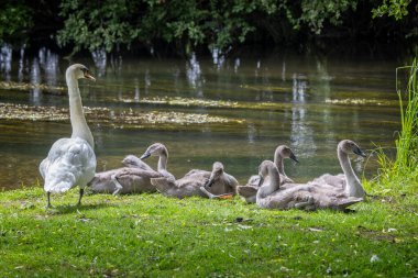 Adult Swan guarding juvenile young cygnets sitting on riverside in Salisbury, Wiltshire, UK clipart