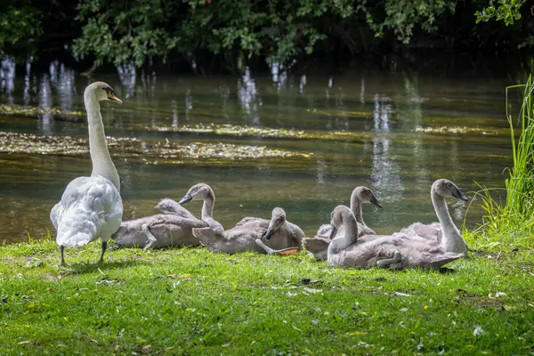 stock image Adult Swan guarding juvenile young cygnets sitting on riverside in Salisbury, Wiltshire, UK