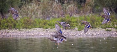 Mavi kanatlı ördek sürüsü gölde karaya çıkıyor.