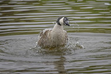 Kanada 'nın yakınına Kaz güçlü bir şekilde başını sallar ve her yere su püskürtür..
