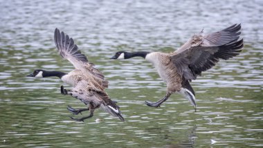 Bir çift Kanada Geese 'si göl yüzeyinde karaya çıkarken kanatları açılır..