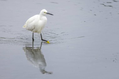 Gölde süzülen beyaz bir balıkçıl