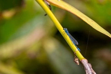 Göletteki bitki sapına tünemiş mavi bir kızböceği, Coenagrion puella 'yı kapat.