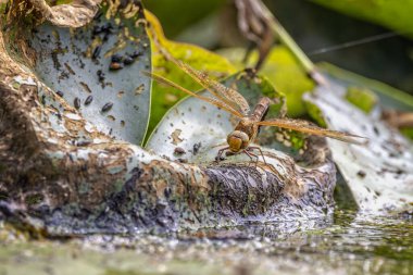 Bir Dragonfly 'ın yakınında, Cordulegaster Boltonii, çürüyen yaprağın üzerine tünemiş, suda karnı olan ve yumurtlayan,