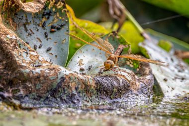 Close up of a Dragonfly, Cordulegaster boltonii,  perched on rotting leaf with abdomen in water laying eggs, clipart