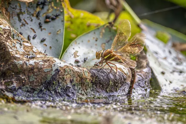 stock image Close up of a Dragonfly, Cordulegaster boltonii,  perched on rotting leaf with abdomen in water laying eggs,