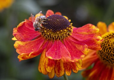 Kırmızı ve turuncu bir Echinacea çiçeğinden polen toplayan çizgili bir eşekarısına yaklaş