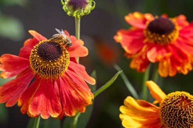 Kırmızı ve turuncu bir Echinacea çiçeğinden polen toplayan çizgili bir eşekarısına yaklaş