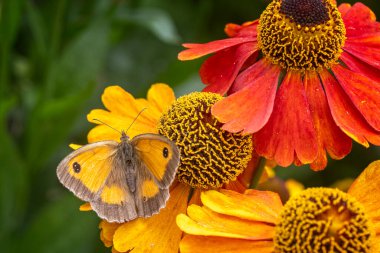 Altın renkli kapı bekçisinin ya da renkli Echinacea çiçeğinin üzerinde güneşlenen kanatlı çit kahverengi kelebeğin yukarıdan görünüşü