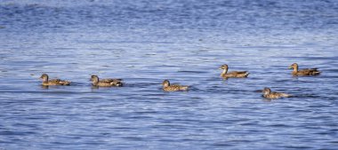 Dorset, İngiltere 'deki Radipole Gölü' nde filoda yüzen dişi Gadwall ördekleri grubu.