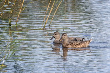 Göl yüzeyinde bir çift Gadwall ördeğini kapatın - erkek ve dişi -