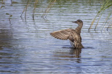 İngiltere 'nin Somerset katlarında, kamış yatağı yakınlarında kanat çırpan bir Gadwall ördeğinin kapağı.