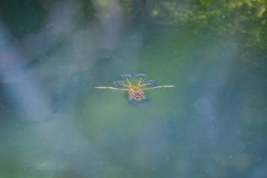 Close up of a water boatman on pond surface in Wiltshire, UK clipart