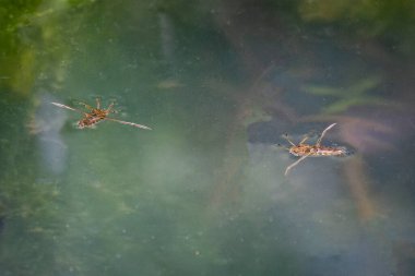 Wiltshire, İngiltere 'de gölet yüzeyindeki iki su kayıkçısını kapatın.
