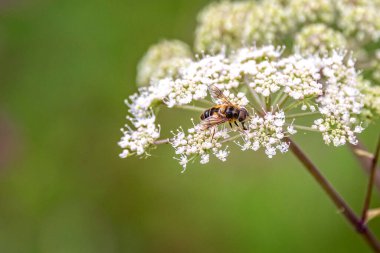 Uçan bir sineğe yakın durarak bir İnek Maydanozundan polen topluyor.