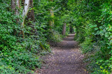 Charming pathway through woodland glade in the English countryside. clipart