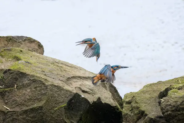 stock image Pair of Kingfishers engaged in aerial combat over territory on the River Strat estuary in Cornwall, UK