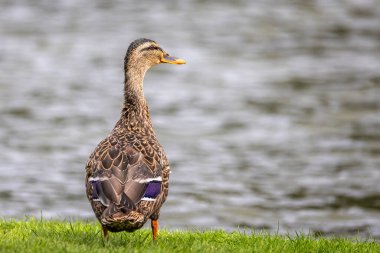 Close up rear view of female mallard duck looking to the side in front of a lake clipart