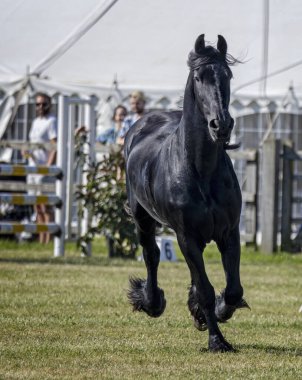Majestic siyah aygırı 14 Eylül 2024 'te Somerset, İngiltere' deki Frome Cheese Show 'da serbestçe koşuyor.