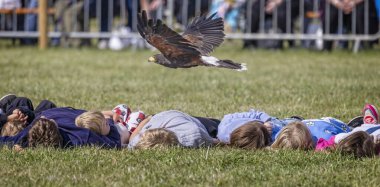 14 Eylül 2024 'te Somerset, İngiltere' deki Frome Cheese Show 'da bir grup çocuğun üzerinde alçaktan uçan Harris' s Hawk 'ın yakın çekimi.