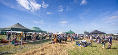 Açık hava sığır ağılları 14 Eylül 2024 'te Somerset, İngiltere' deki Frome Cheese Show 'da