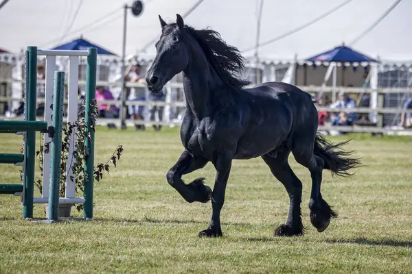 stock image Majestic black stallion running free at the Frome Cheese Show, Somerset, UK on 14 September 2024