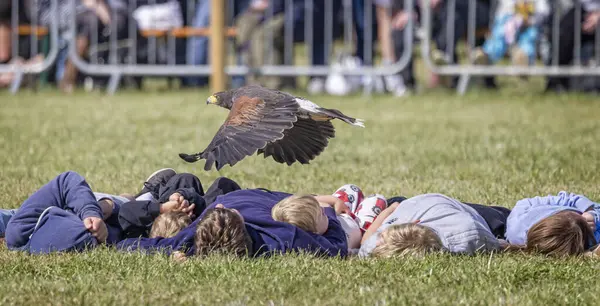 14 Eylül 2024 'te Somerset, İngiltere' deki Frome Cheese Show 'da bir grup çocuğun üzerinde alçaktan uçan Harris' s Hawk 'ın yakın çekimi.